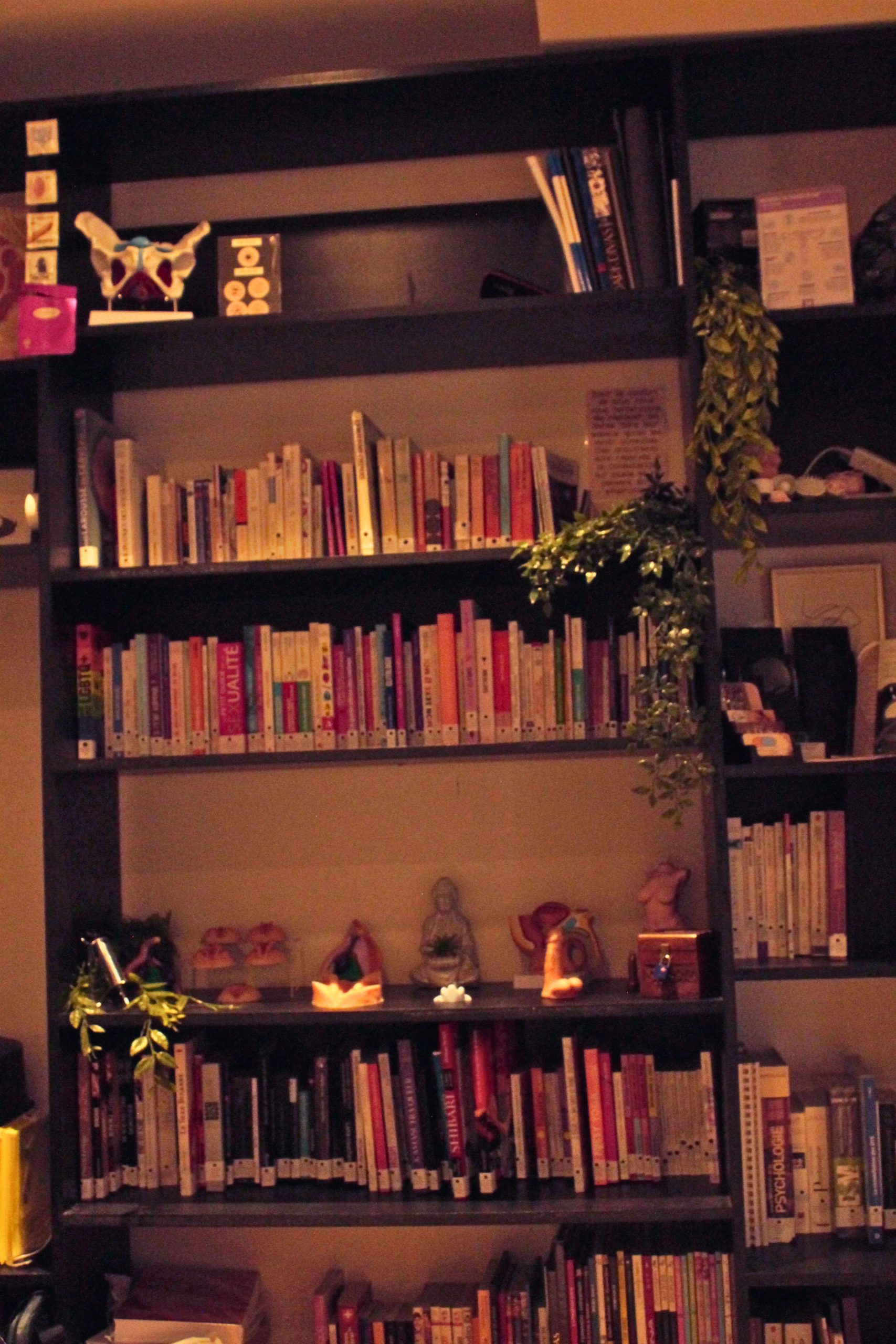 Bibliothèque de l'Institut DMSB